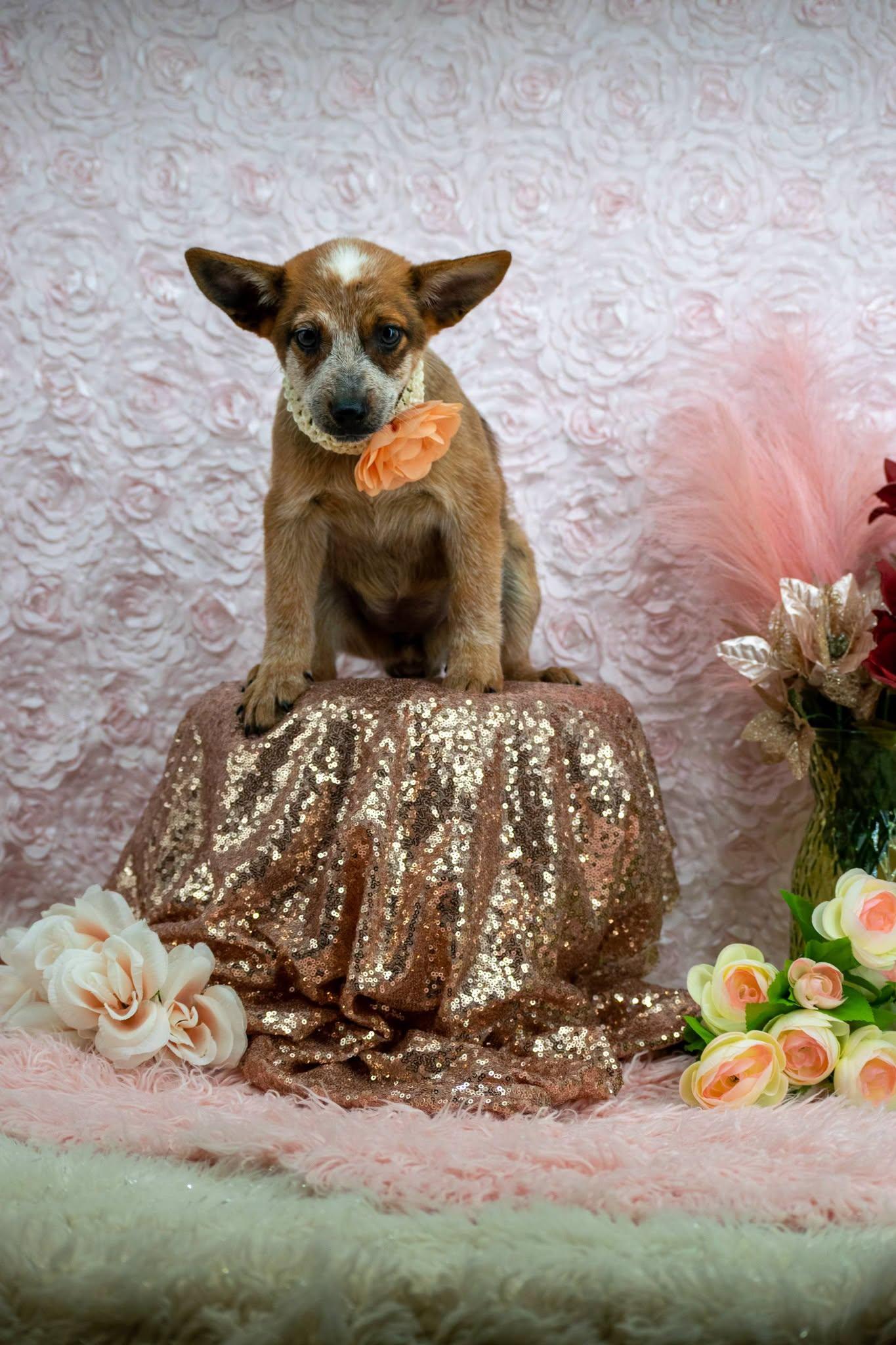 Enlarge Anne Shirley, a Adopted Australian Cattle Dog / Blue Heeler in Sevierville, TN image 2/4