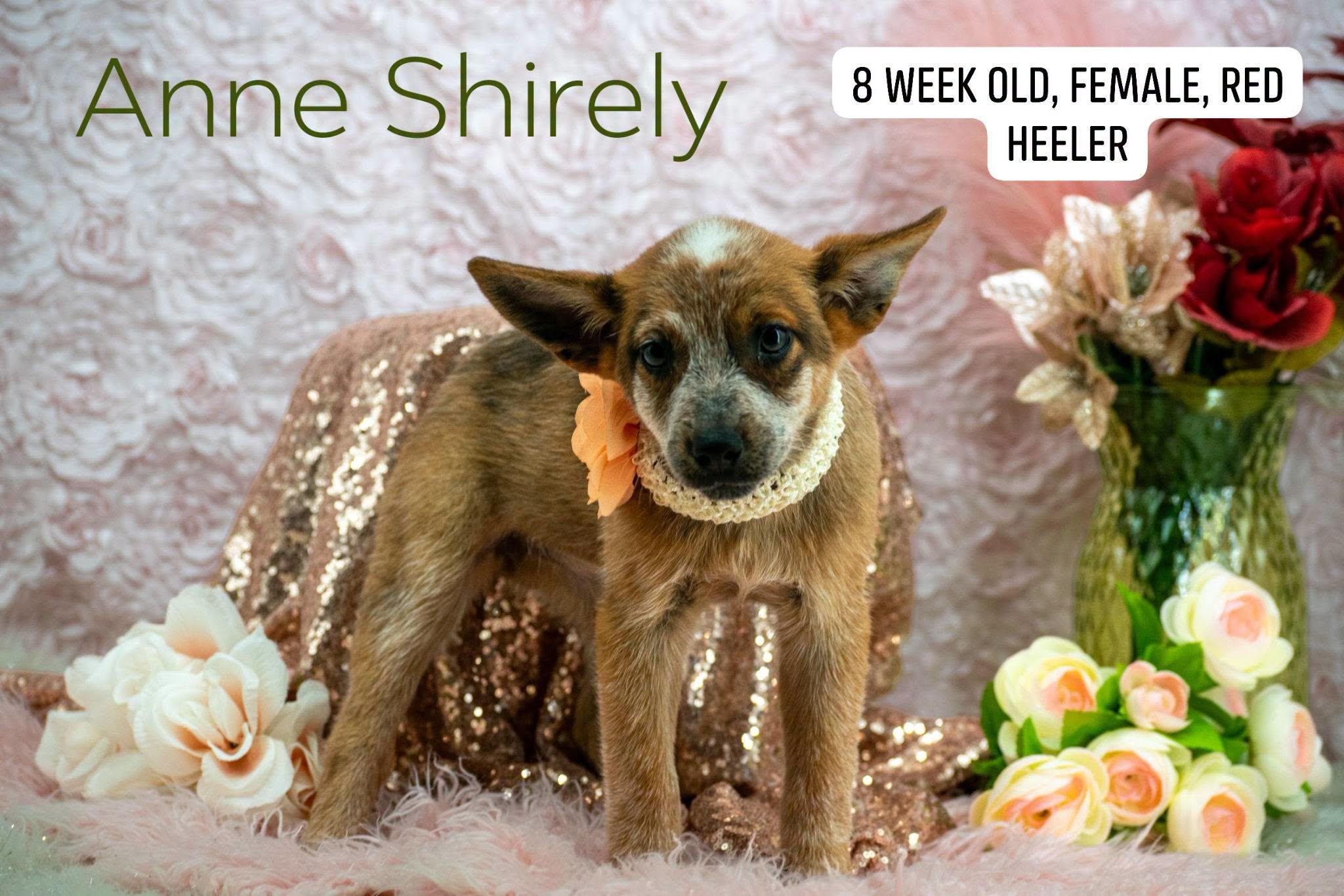 Enlarge Anne Shirley, a Adopted Australian Cattle Dog / Blue Heeler in Sevierville, TN image 1/4