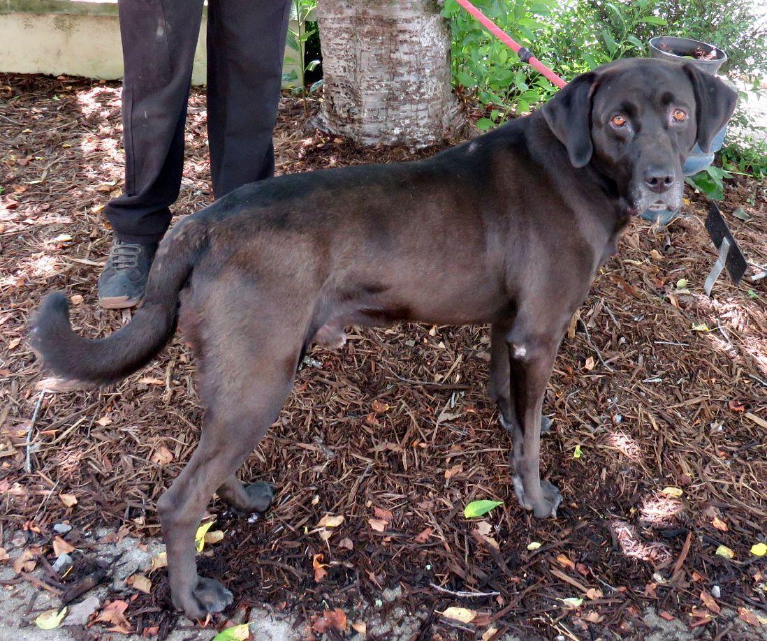Rainy, an adopted Black Labrador Retriever in Lexington, VA image 2/3