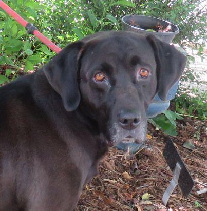 Rainy, an adopted Black Labrador Retriever in Lexington, VA image 1/3