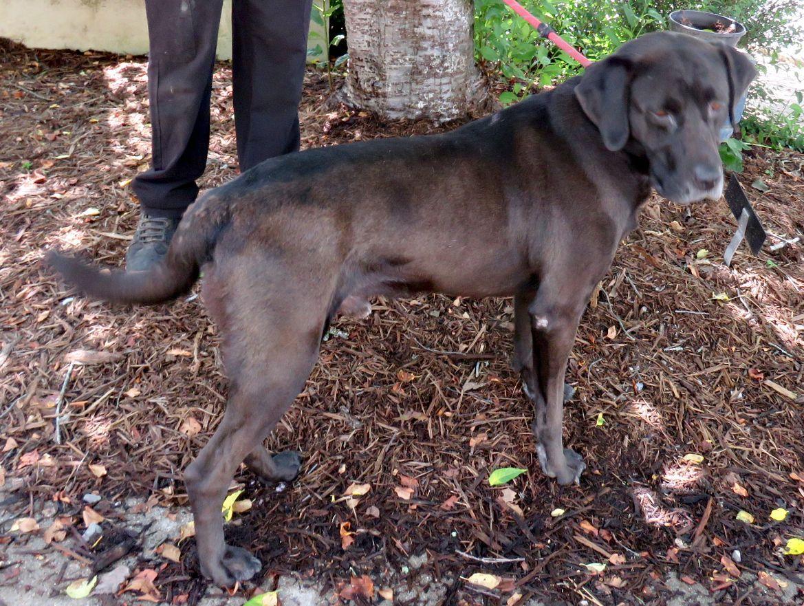 Rainy, an adopted Black Labrador Retriever in Lexington, VA image 3/3