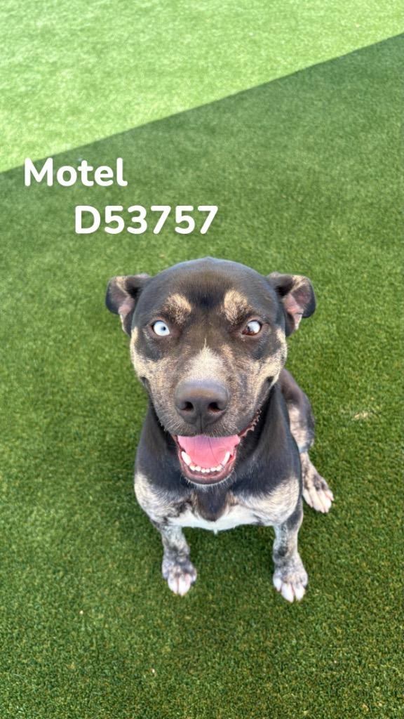 Motel, a Adoptable mixed breed in Clarksville, TN image 1/2