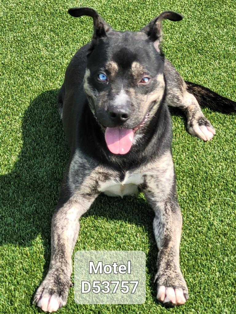 Motel, a Adoptable mixed breed in Clarksville, TN image 2/2