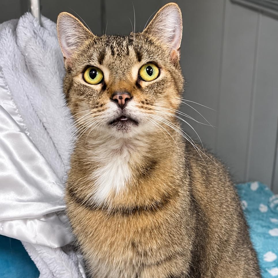 Max, Adopted, Senior Male Domestic Short Hair.