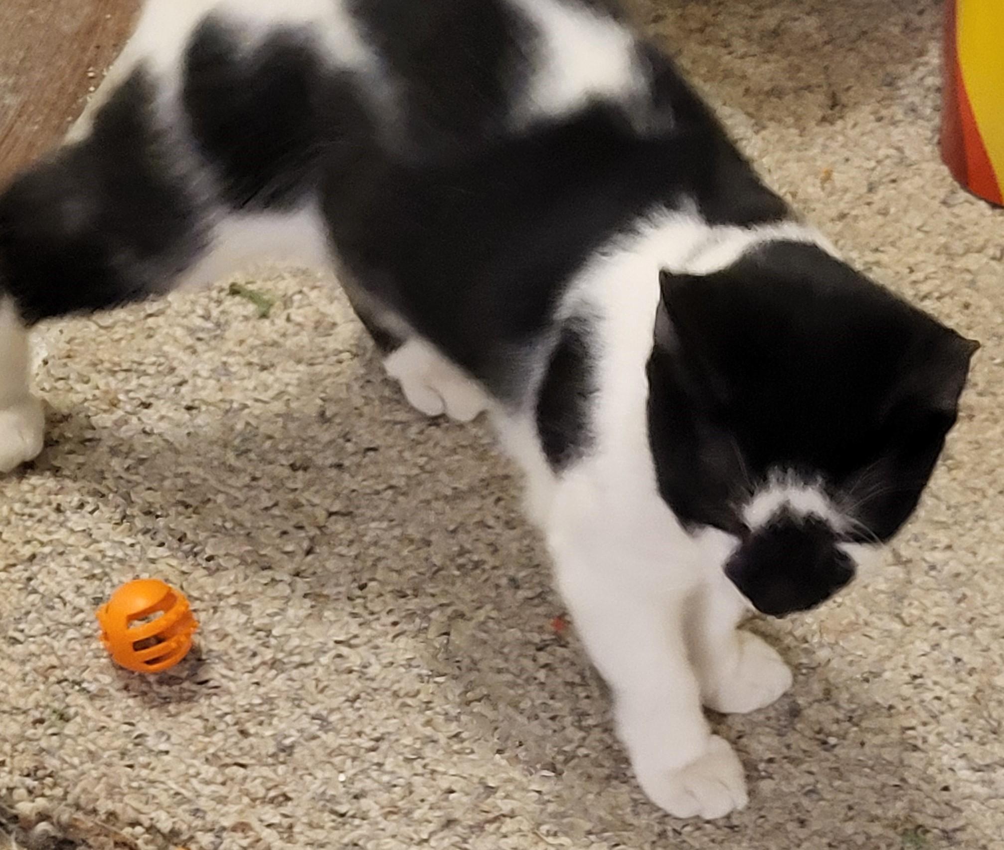 Enlarge Cowboy, a ADOPTABLE Domestic Short Hair in Bennington, VT image 2/2