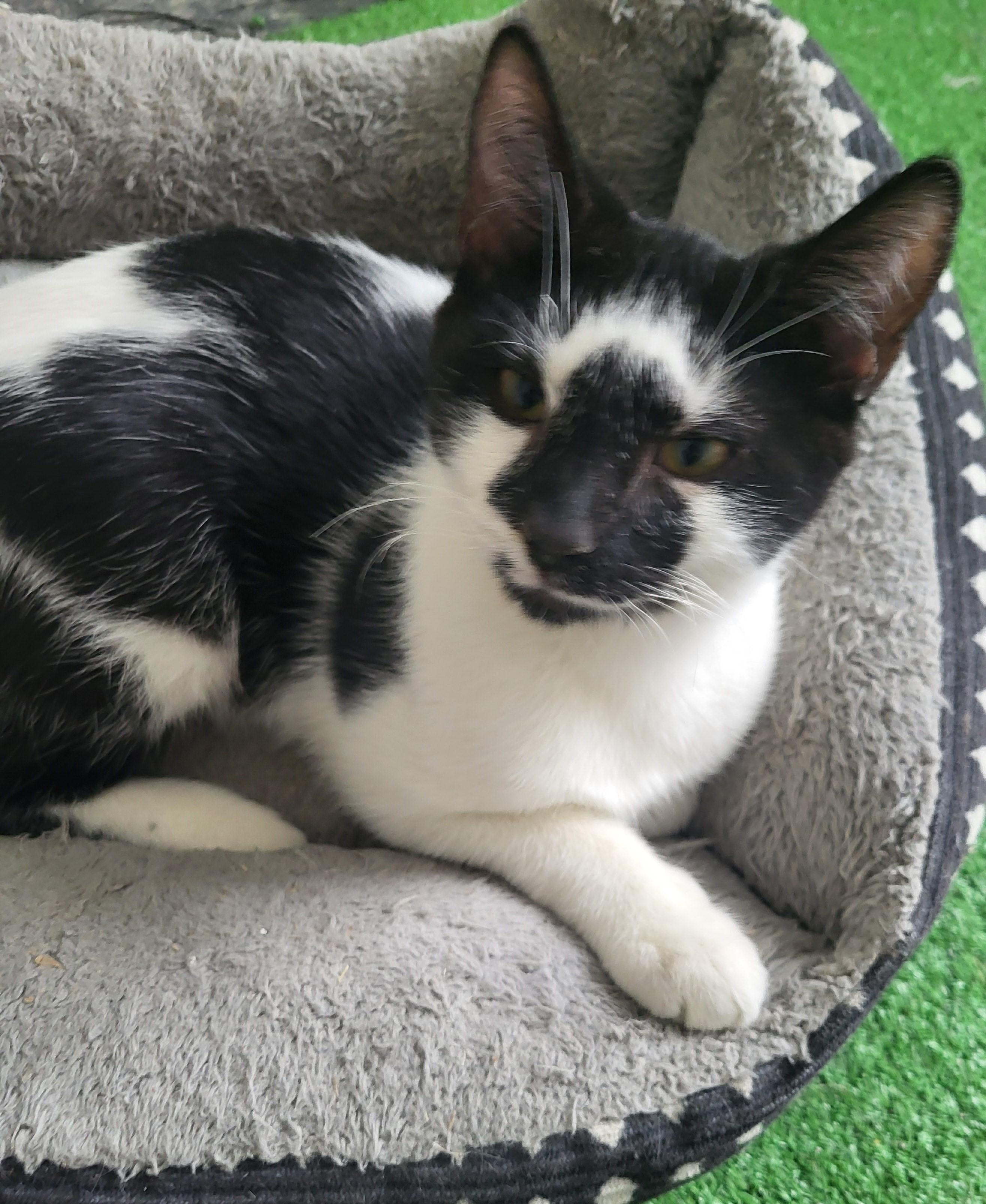 Enlarge Cowboy, a ADOPTABLE Domestic Short Hair in Bennington, VT image 1/2