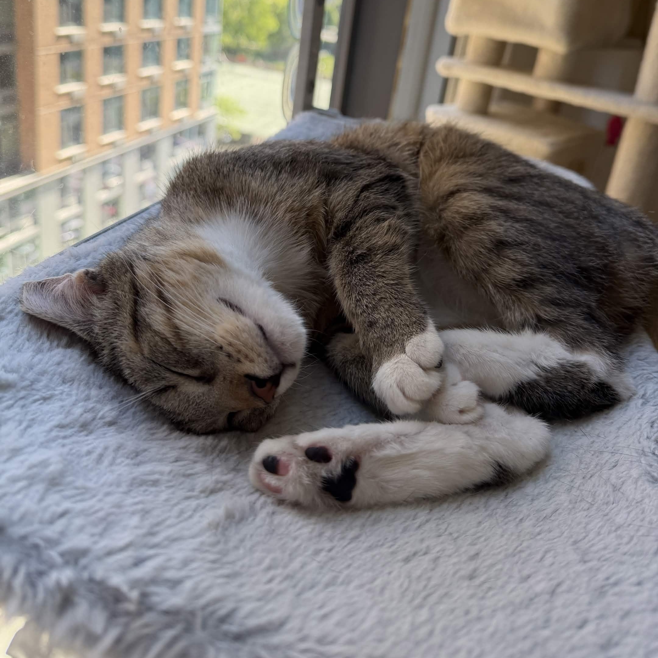 Nube, a Adoptable Domestic Short Hair in Weehawken, NJ image 3/6