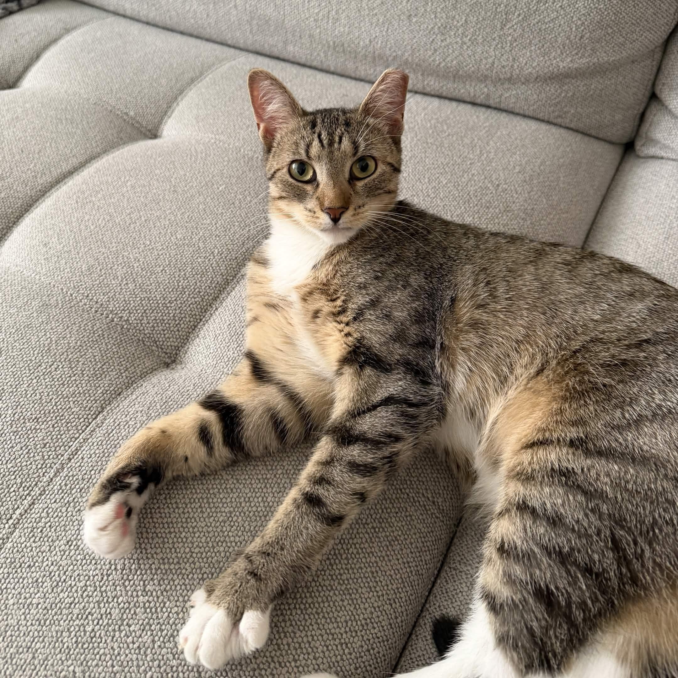 Nube, Adoptable, Young Female Domestic Short Hair.