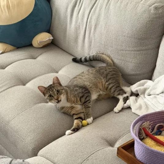 Nube, a Adoptable Domestic Short Hair in Weehawken, NJ image 5/6