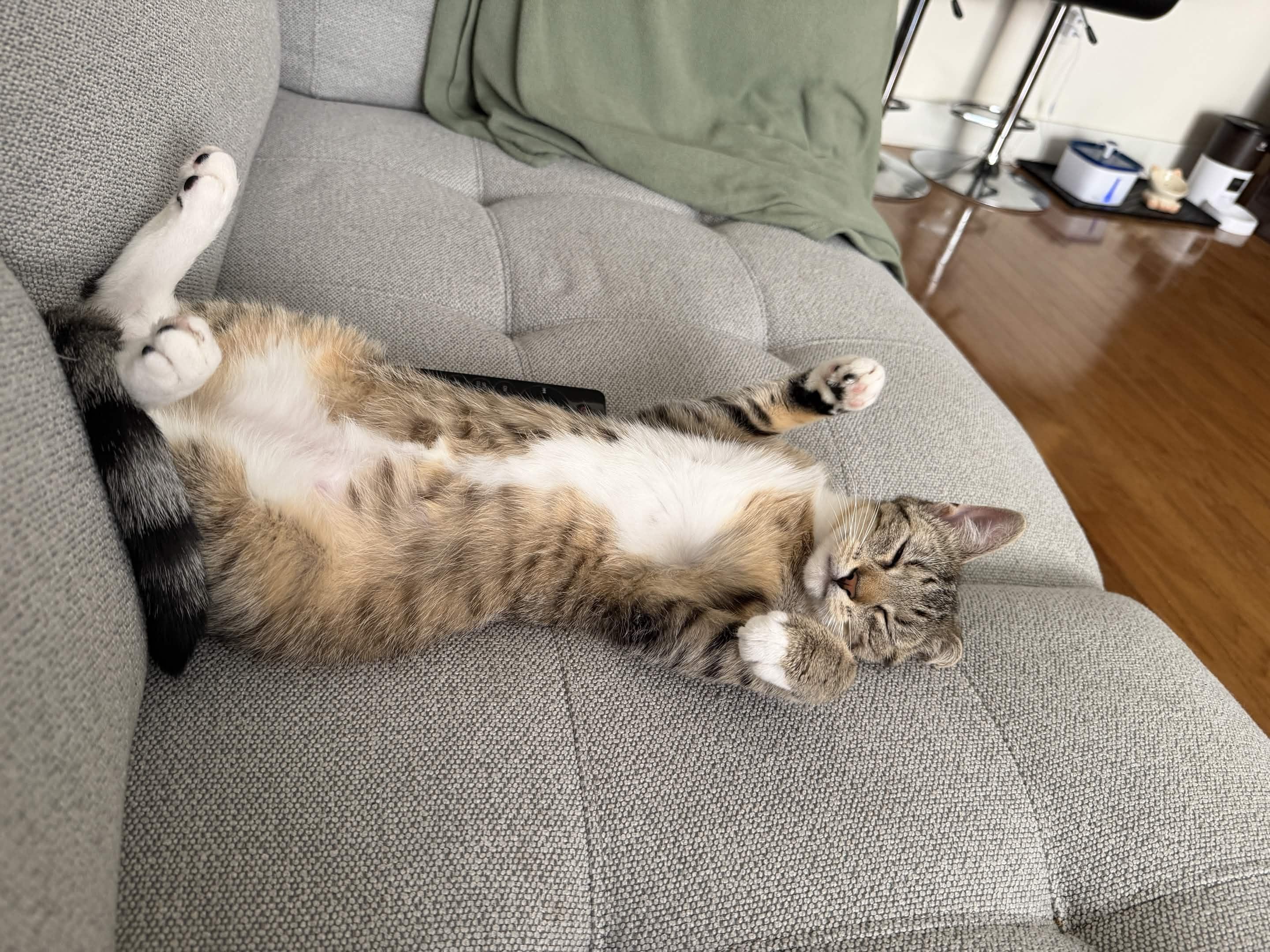 Nube, a Adoptable Domestic Short Hair in Weehawken, NJ image 4/6