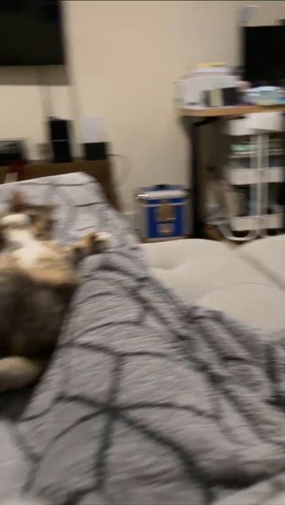 Enlarge Nube, a Adoptable Domestic Short Hair in Weehawken, NJ video 2/6