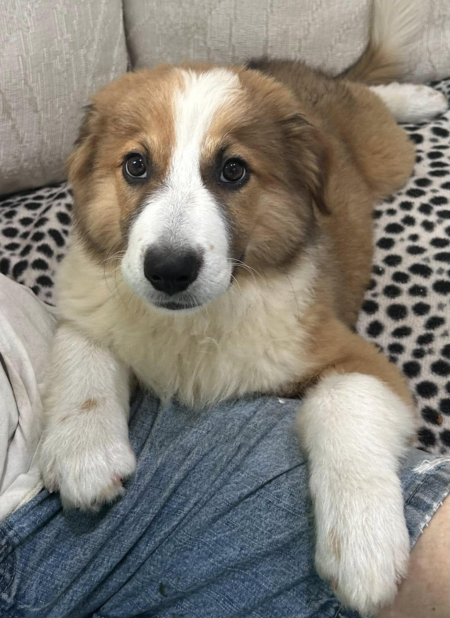 Dallas, Adopted, Puppy Male Australian Shepherd.