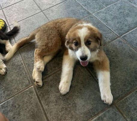 Enlarge Dallas, a Adopted Australian Shepherd in Osteen, FL image 2/3