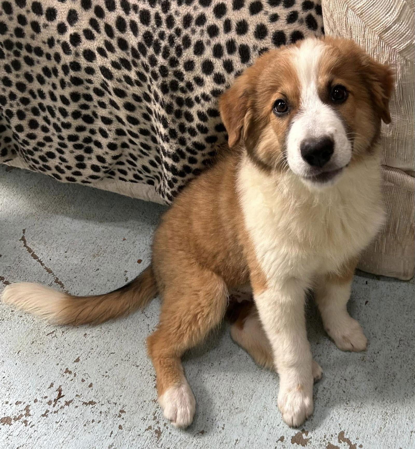 Enlarge Dallas, a Adopted Australian Shepherd in Osteen, FL image 3/3