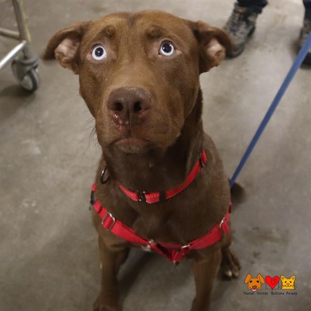 CHOCO, Adoptable, Young Male Pit Bull Terrier & Mixed Breed.