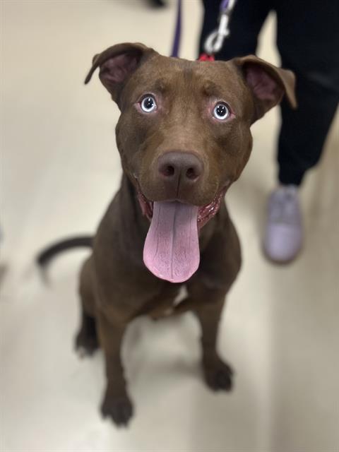 CHOCO, Adoptable, Young Male Pit Bull Terrier & Mixed Breed.