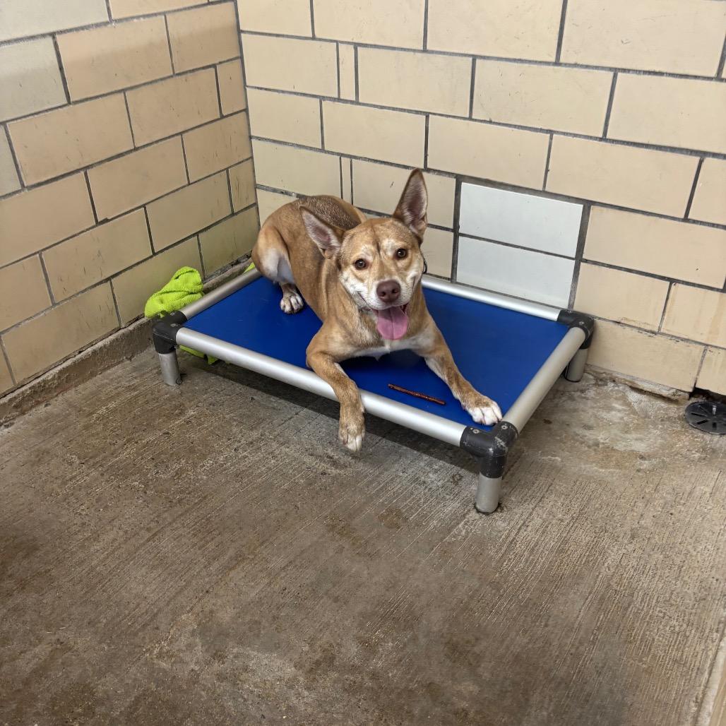 Starry, Adoptable, Adult Female Shepherd & Husky.