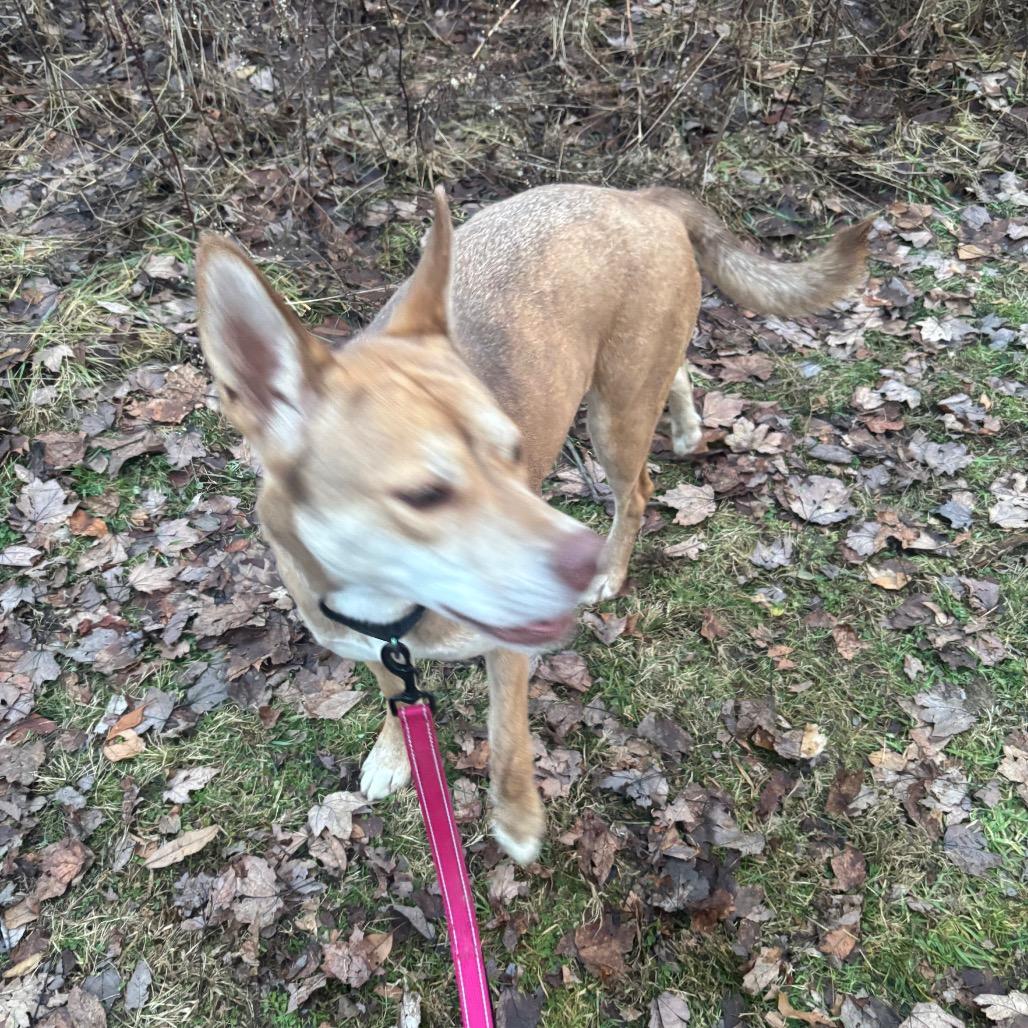 Enlarge Starry, a Adoptable mixed breed in Greenville, PA image 1/6