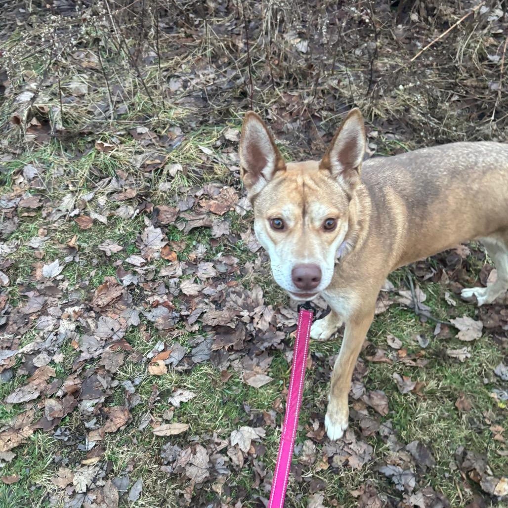 Enlarge Starry, a Adoptable mixed breed in Greenville, PA image 2/6