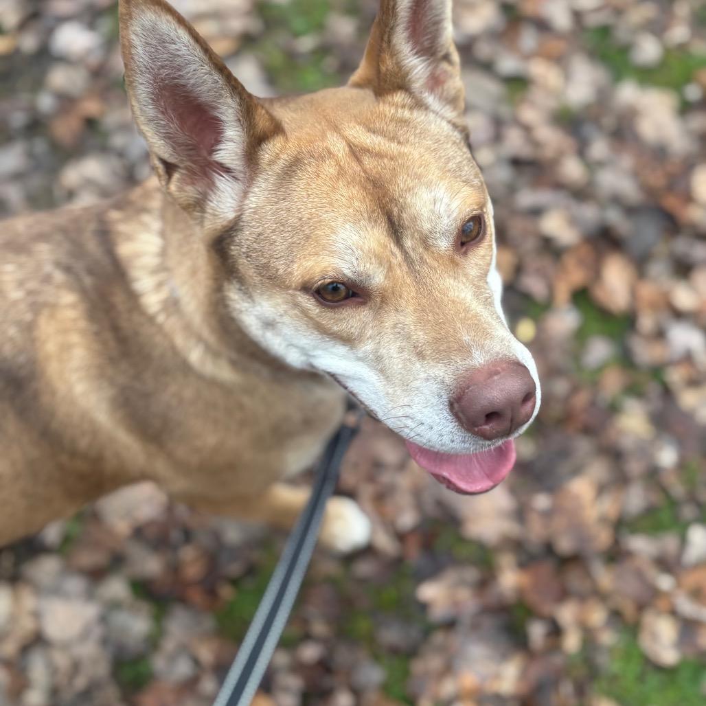 Enlarge Starry, a Adoptable mixed breed in Greenville, PA image 4/6
