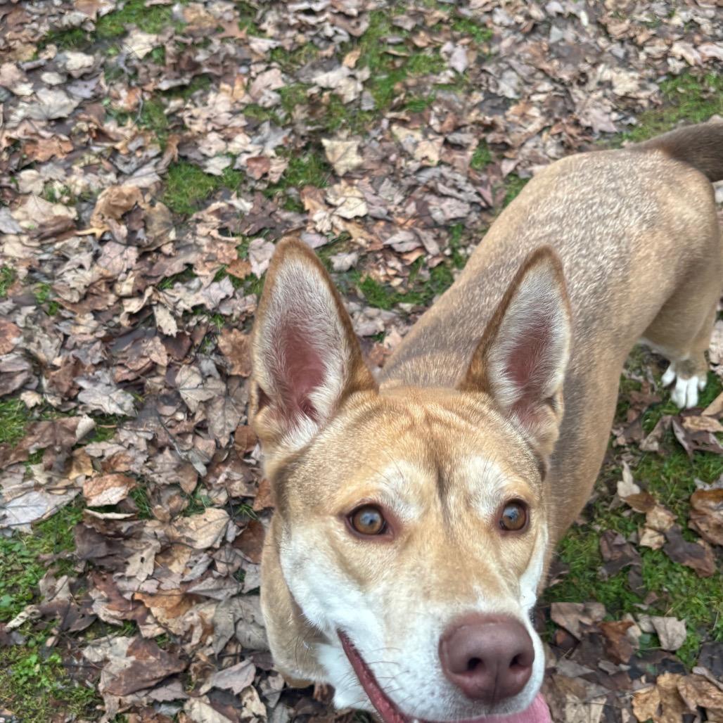 Enlarge Starry, a Adoptable mixed breed in Greenville, PA image 5/6