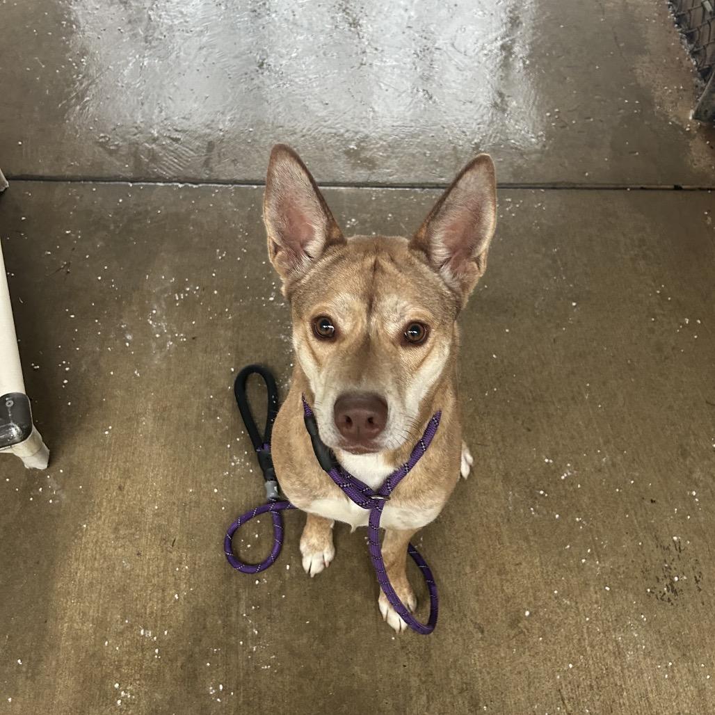 Enlarge Starry, a Adoptable mixed breed in Greenville, PA image 6/6