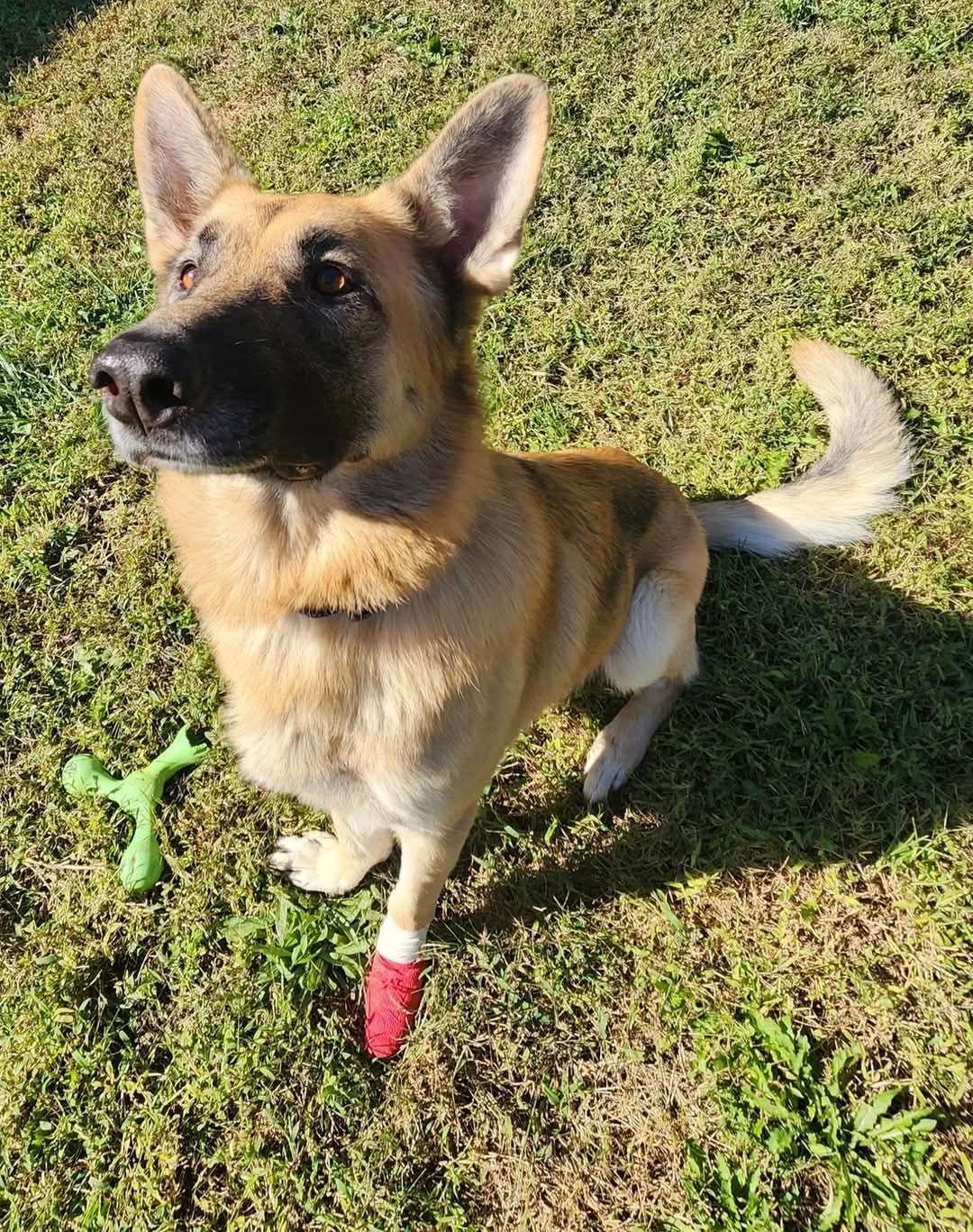 Enlarge Frank, a Adoptable German Shepherd Dog in Keokuk, IA image 3/3
