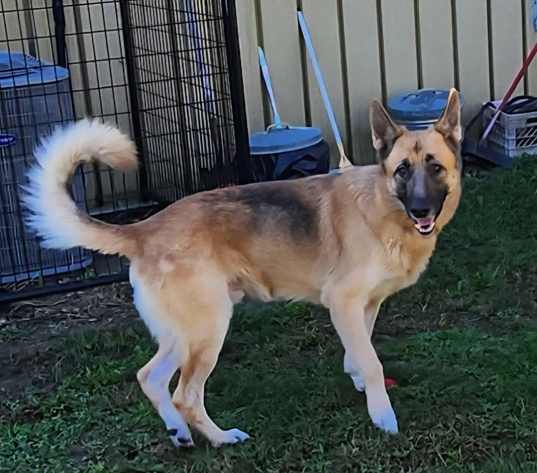 Enlarge Frank, a Adoptable German Shepherd Dog in Keokuk, IA image 2/3