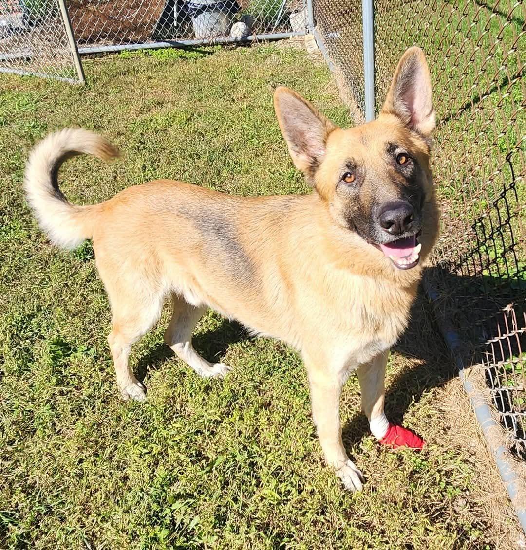 Enlarge Frank, a Adoptable German Shepherd Dog in Keokuk, IA image 1/3
