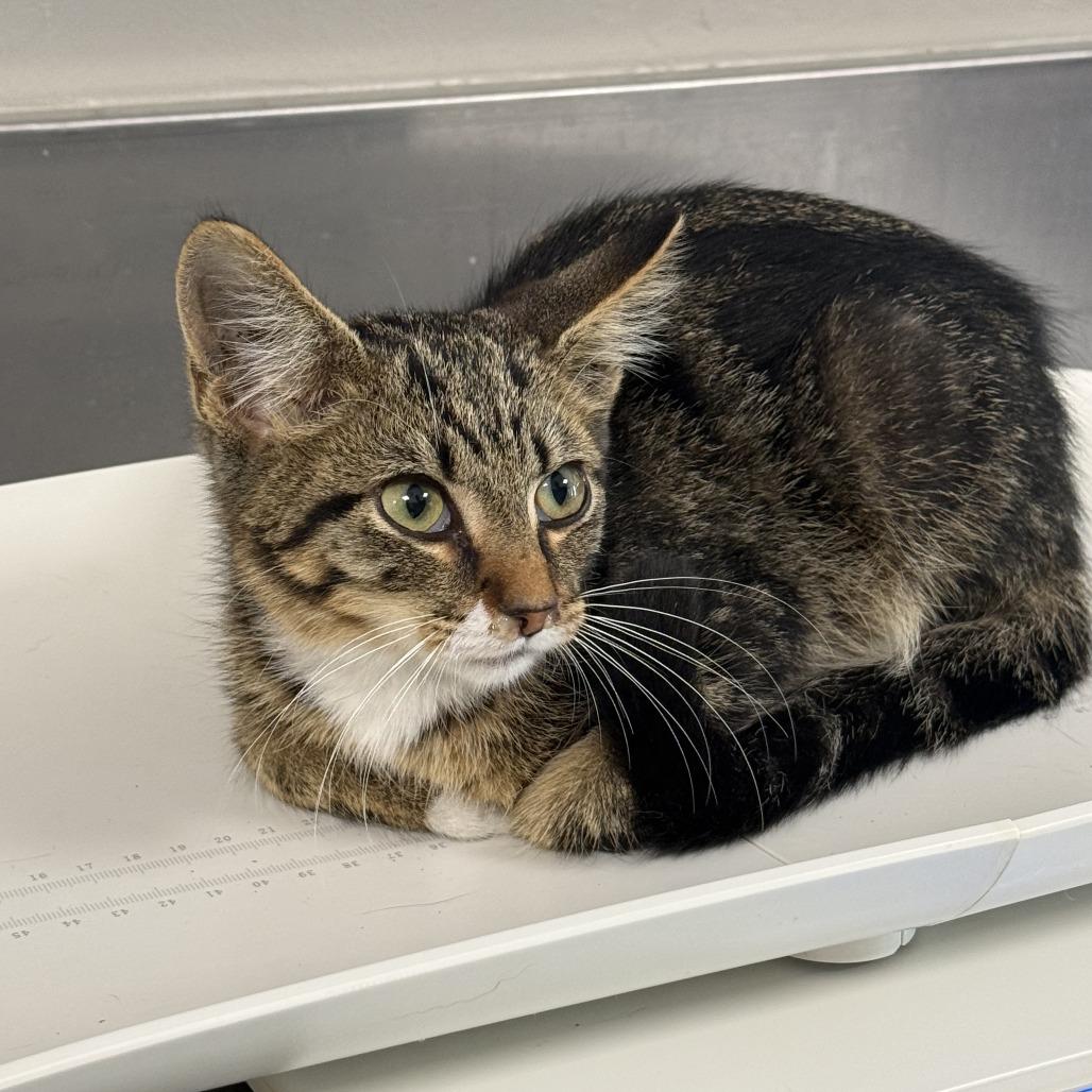 Enlarge Franklin, a Adoptable Domestic Short Hair in Ponca City, OK image 1/2