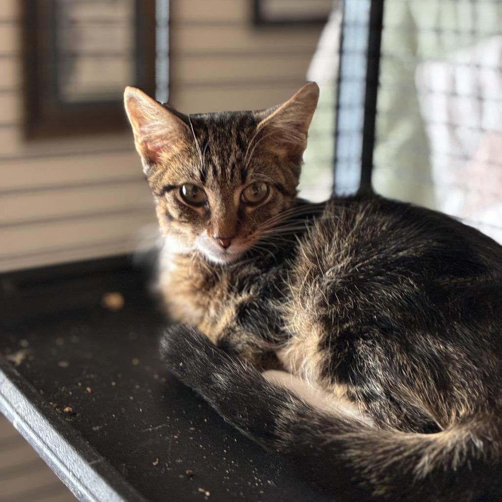 Enlarge Franklin, a Adoptable Domestic Short Hair in Ponca City, OK image 2/2