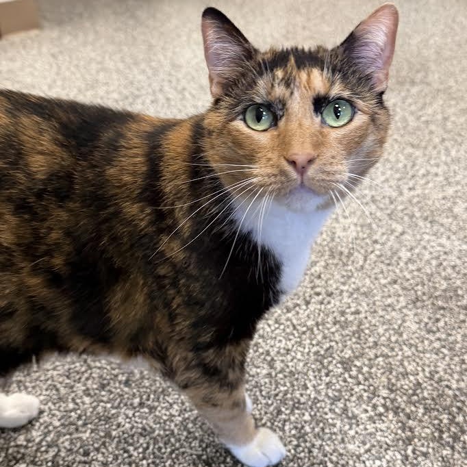 Coco, ADOPTABLE, Adult Female Domestic Short Hair.