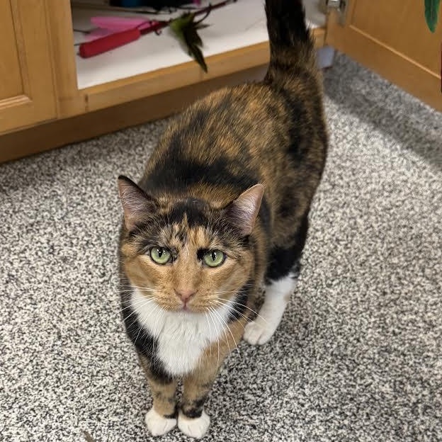 Coco, a ADOPTABLE Domestic Short Hair in Jackson, CA image 2/2