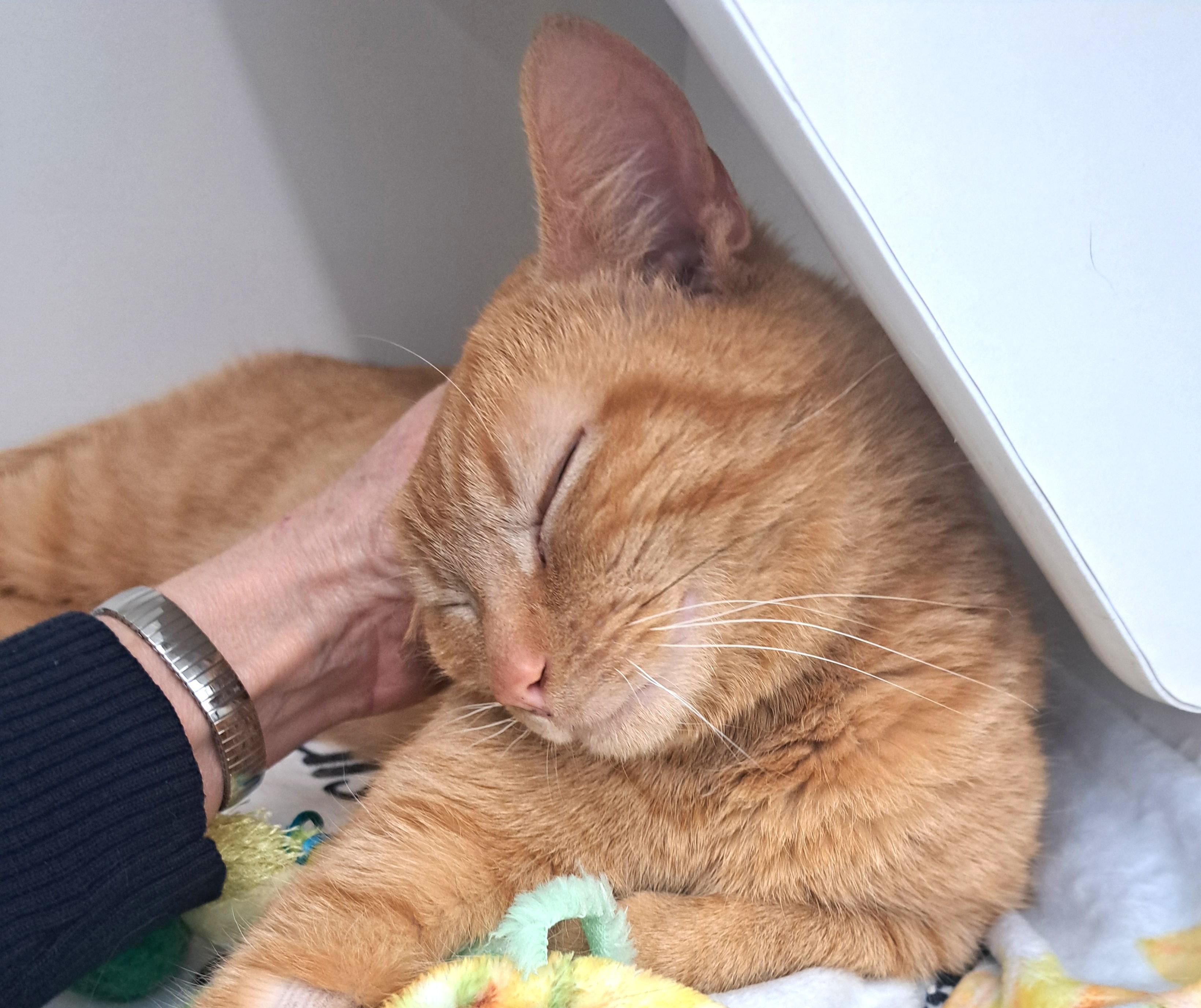 Enlarge Dylan, an adopted Tabby in New Albany, OH image 1/6