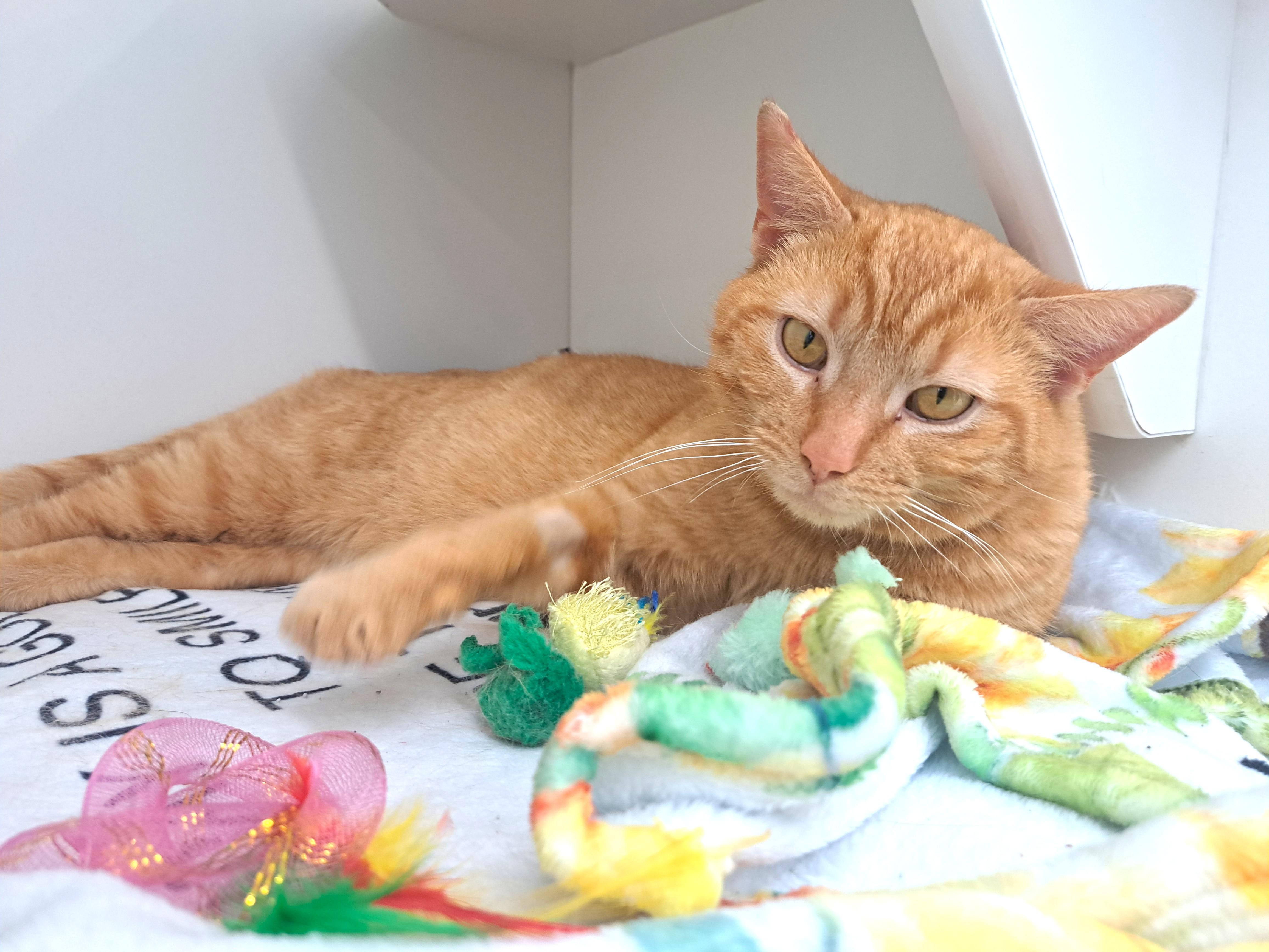 Enlarge Dylan, an adopted Tabby in New Albany, OH image 6/6