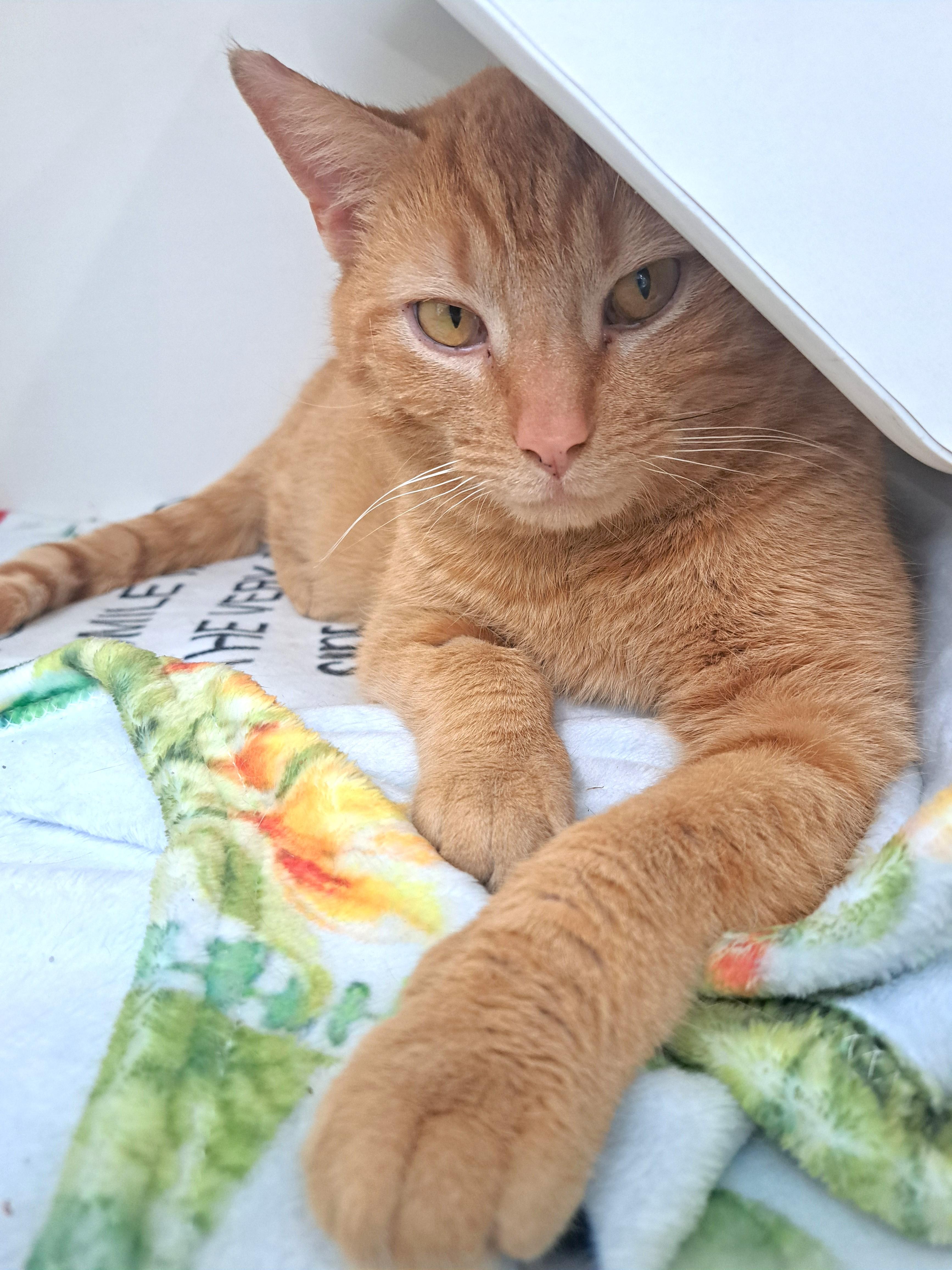Enlarge Dylan, an adopted Tabby in New Albany, OH image 3/6