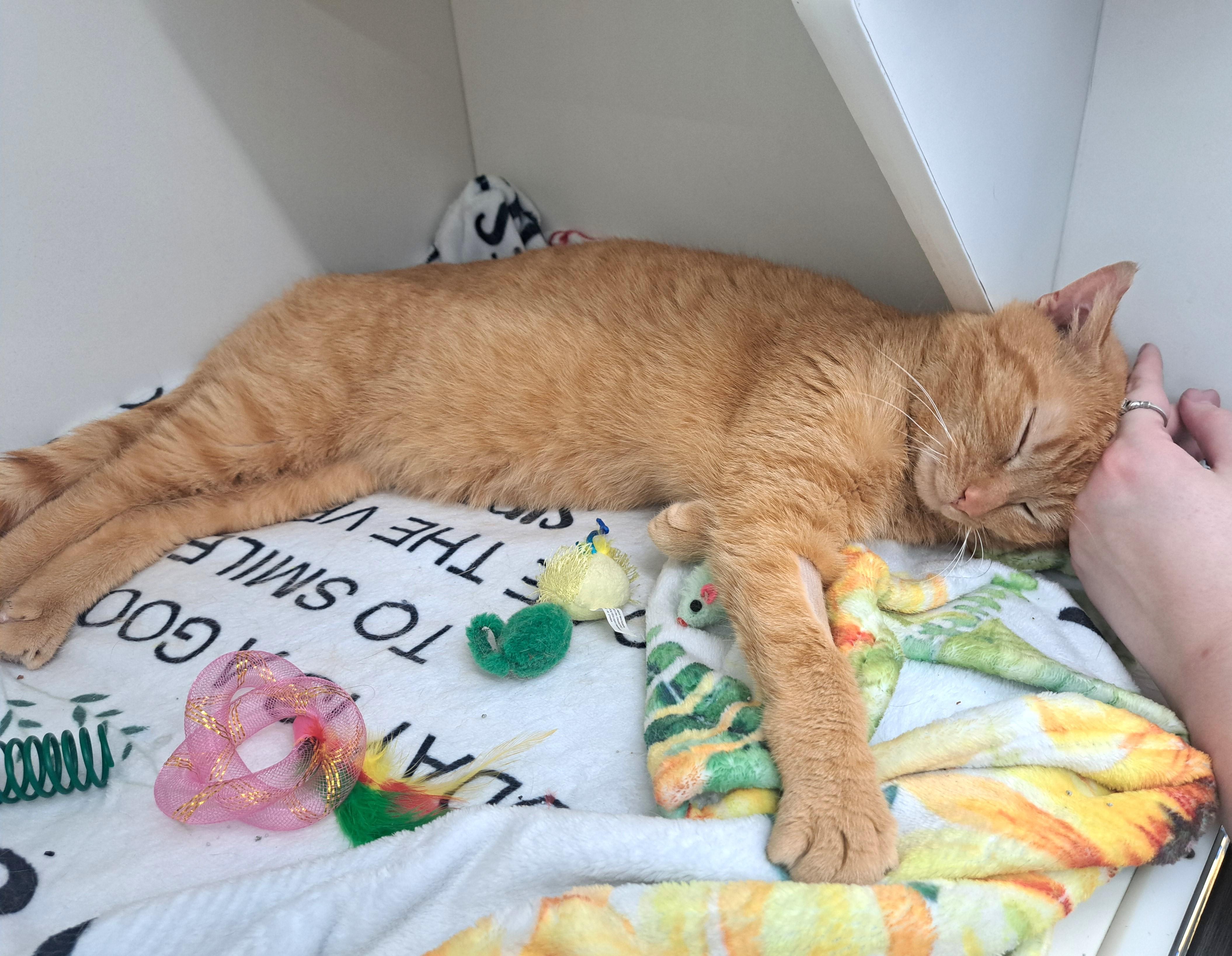 Enlarge Dylan, an adopted Tabby in New Albany, OH image 4/6