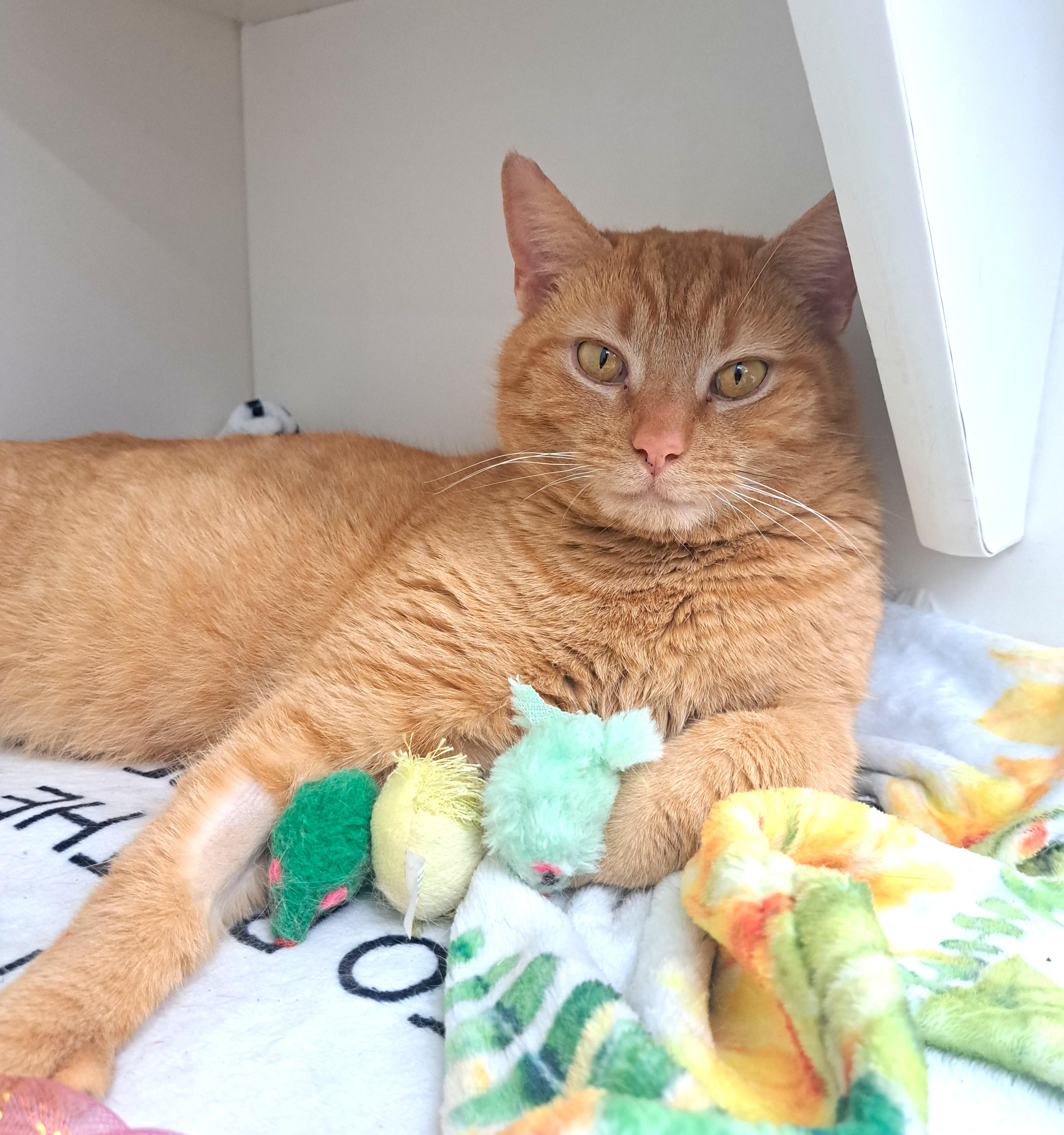 Enlarge Dylan, an adopted Tabby in New Albany, OH image 5/6