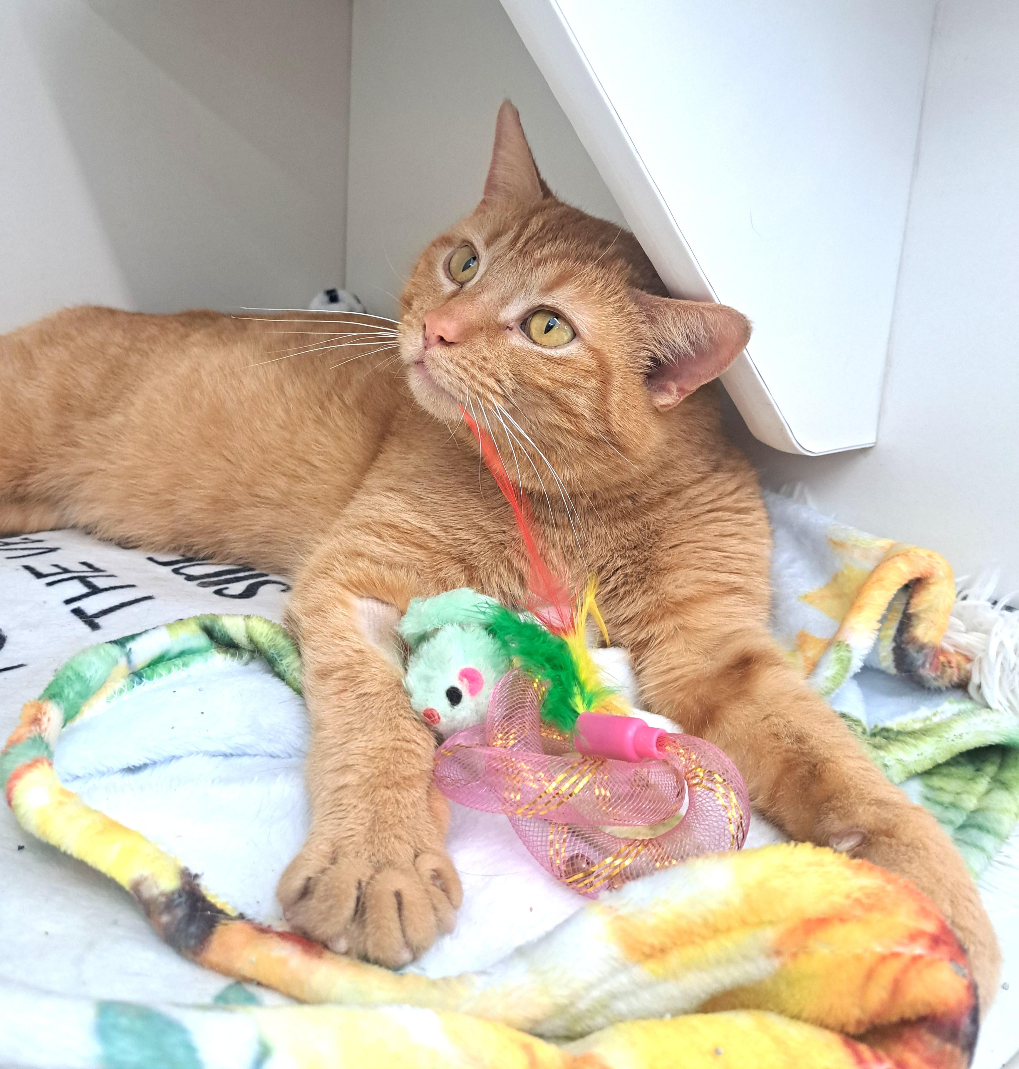 Enlarge Dylan, an adopted Tabby in New Albany, OH image 2/6
