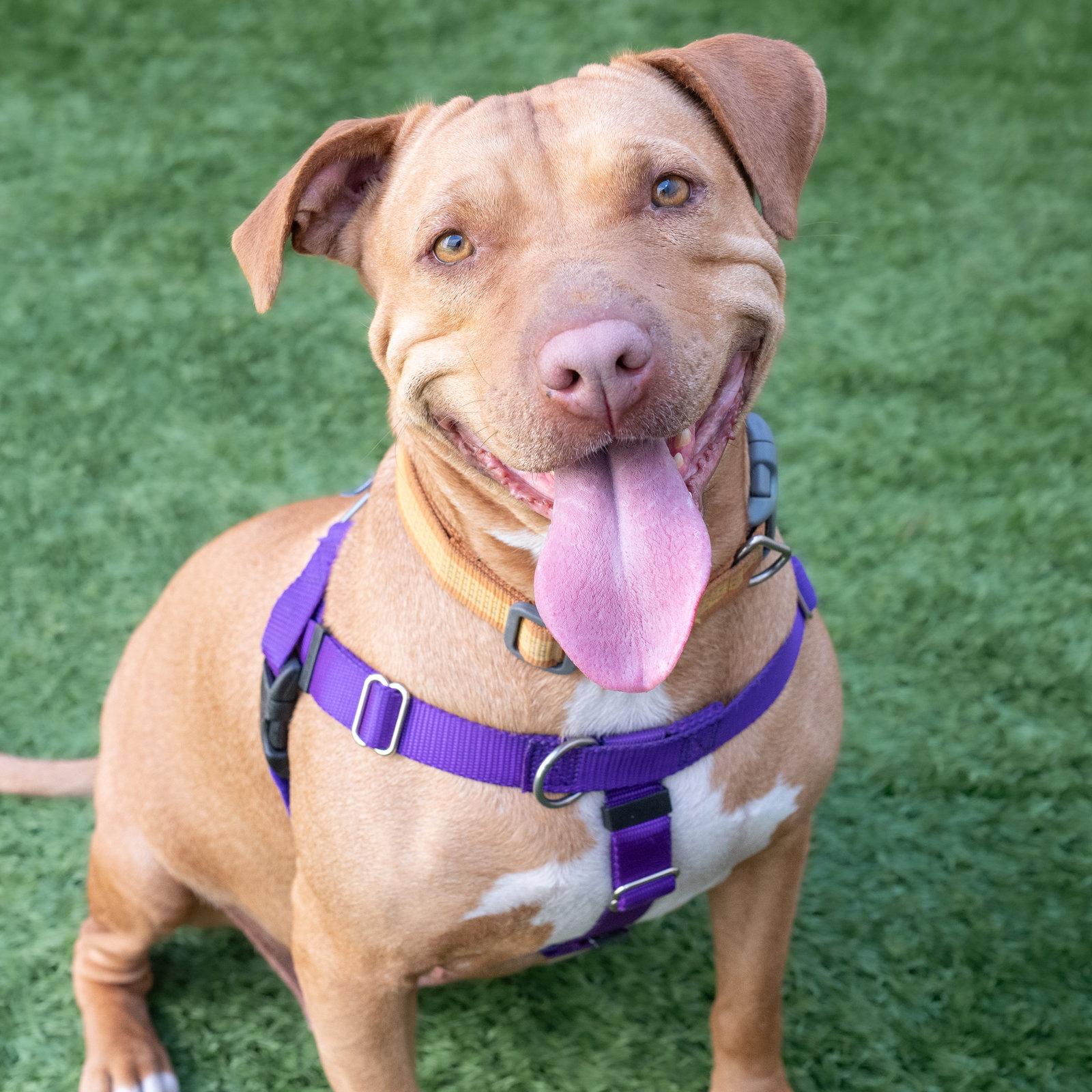 Eleni, a Adoptable Pit Bull Terrier in Burlingame, CA image 1/3