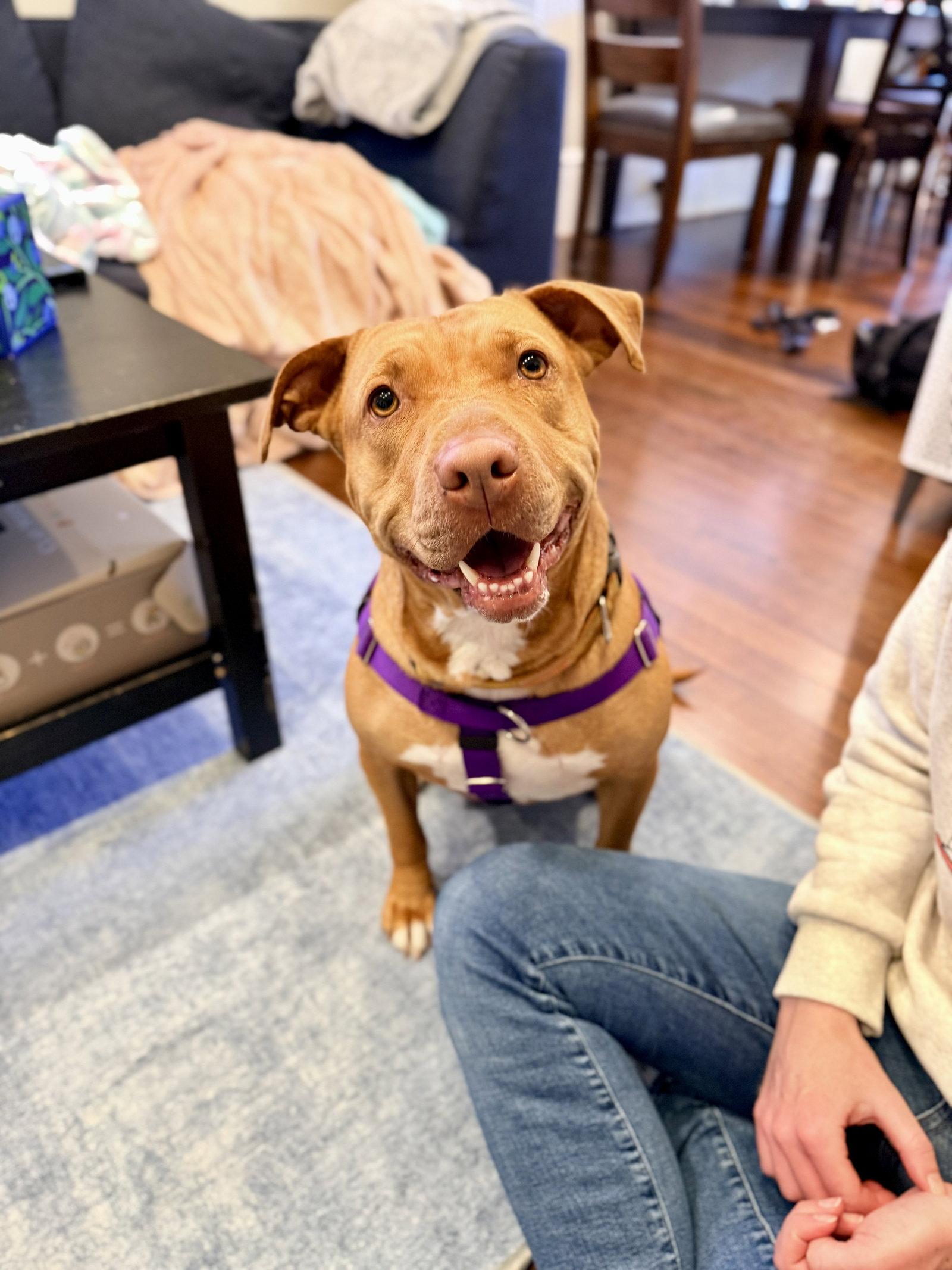 Eleni, a Adoptable Pit Bull Terrier in Burlingame, CA image 2/3