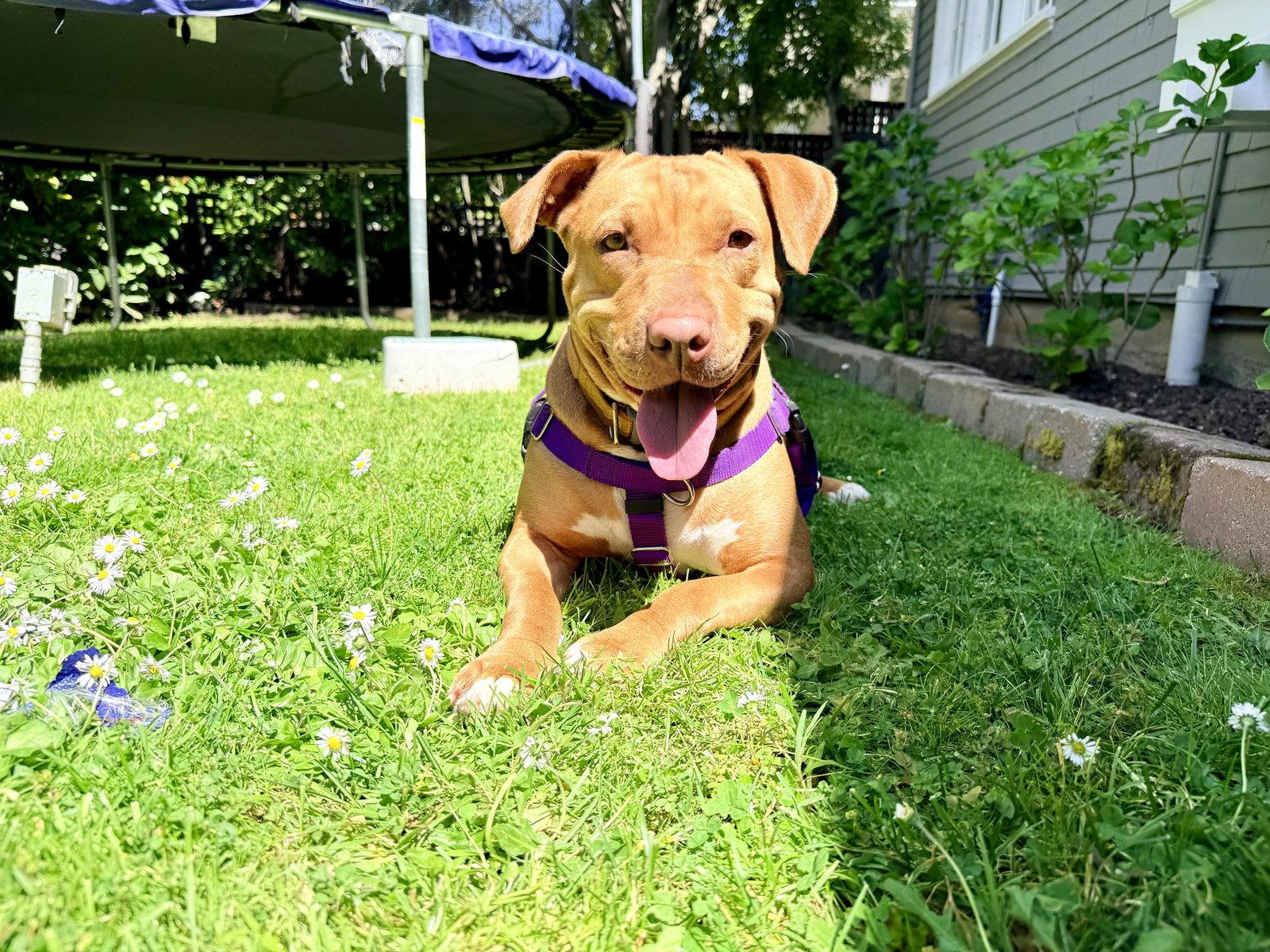 Eleni, a Adoptable Pit Bull Terrier in Burlingame, CA image 3/3