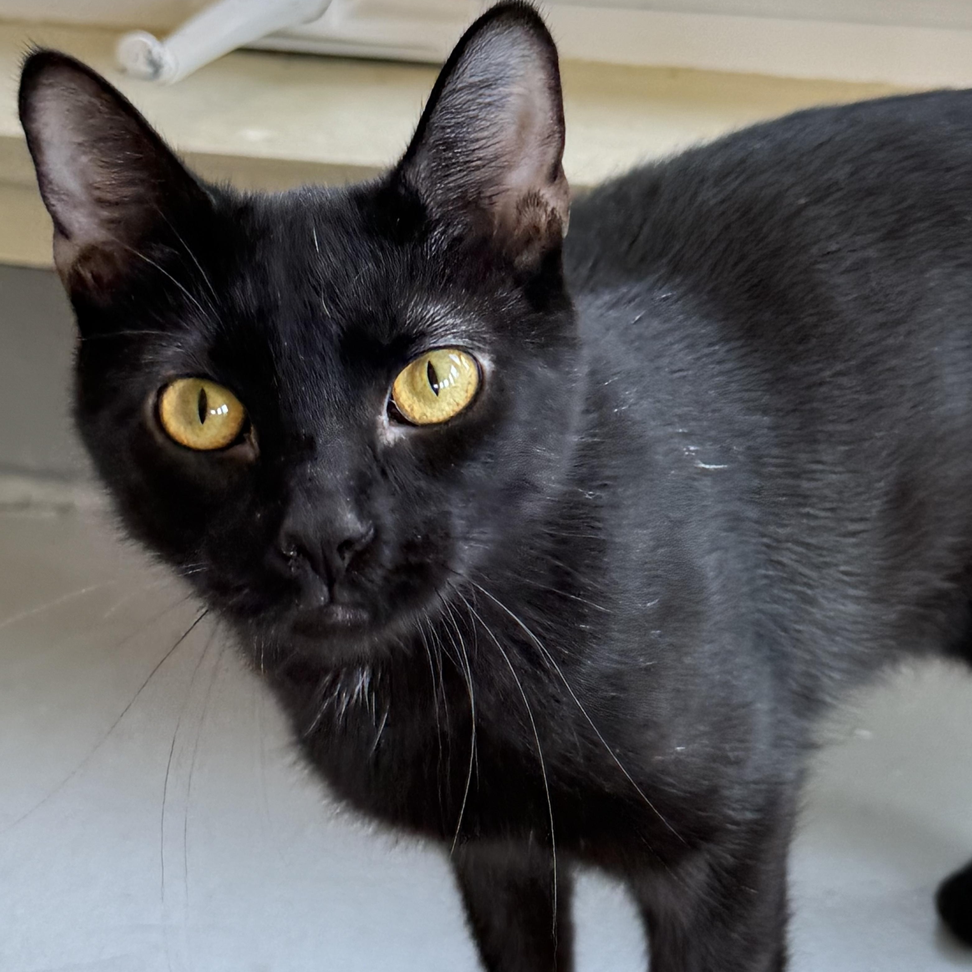 Cinnamon, a Adoptable Domestic Short Hair in Latrobe, PA image 1/4