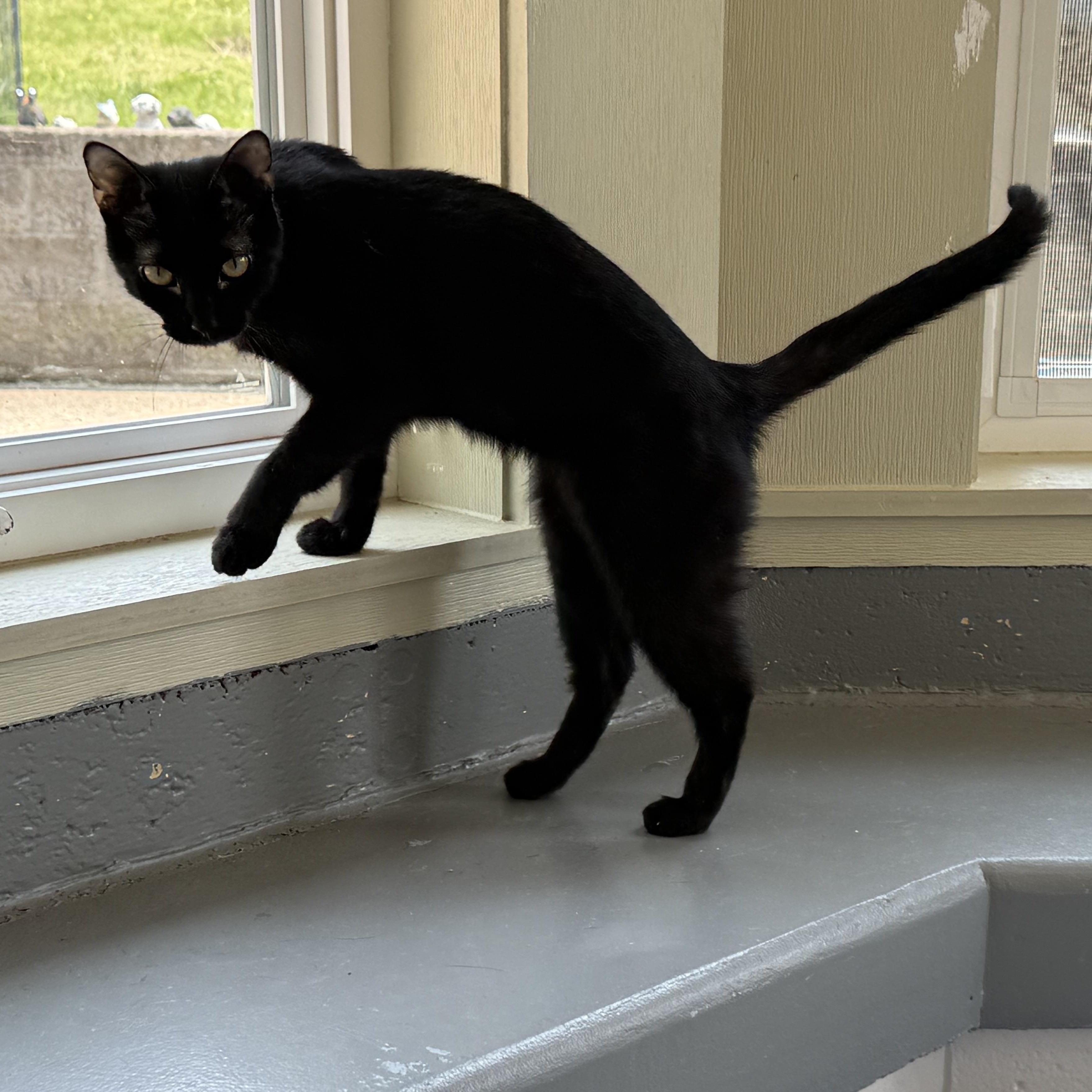 Cinnamon, a Adoptable Domestic Short Hair in Latrobe, PA image 3/4