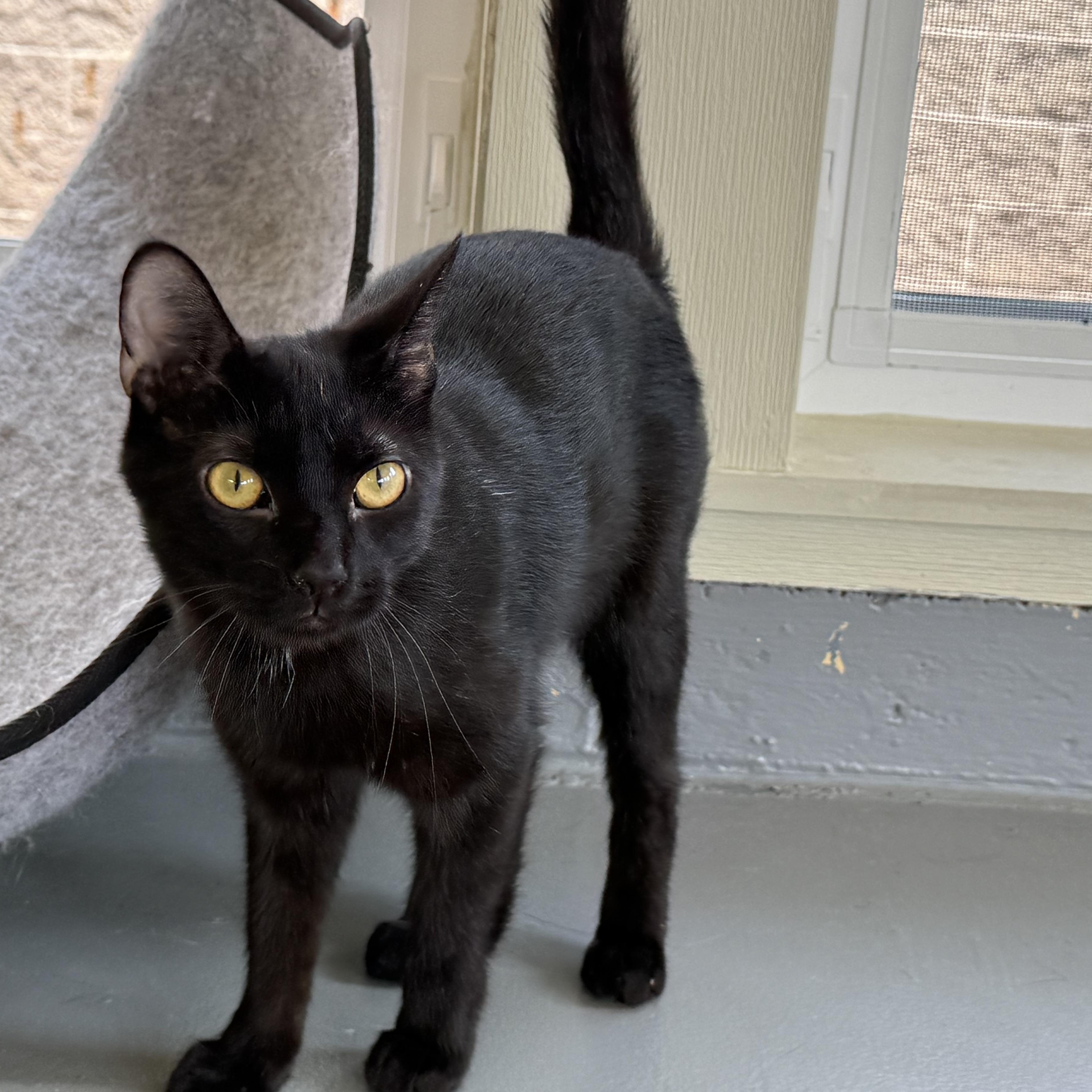 Cinnamon, a Adoptable Domestic Short Hair in Latrobe, PA image 4/4