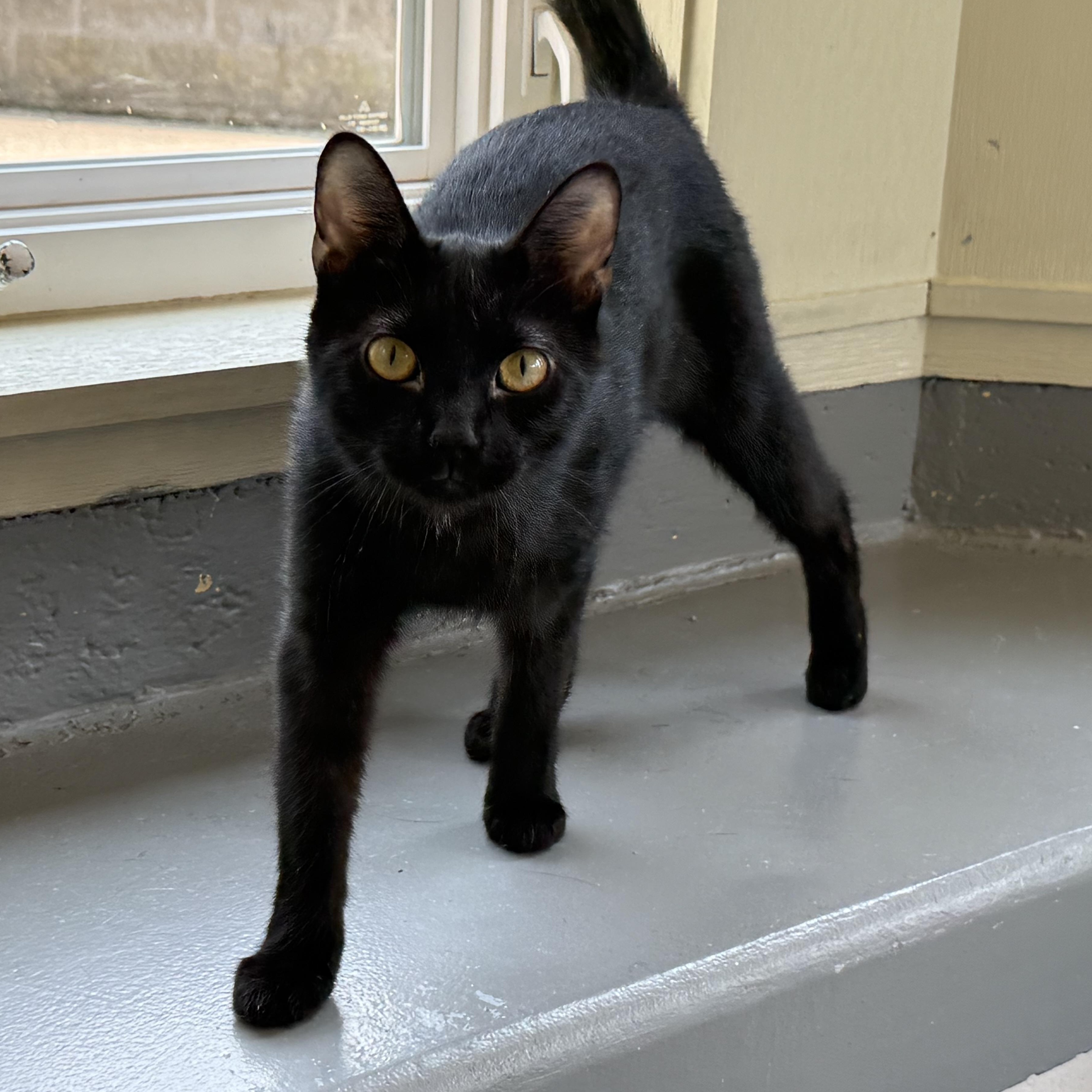 Cinnamon, a Adoptable Domestic Short Hair in Latrobe, PA image 2/4