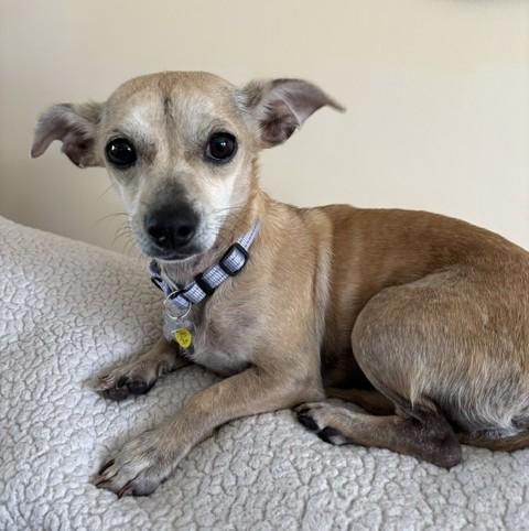 Enlarge Tater Tot, an adopted mixed breed in Albany, NY image 1/4