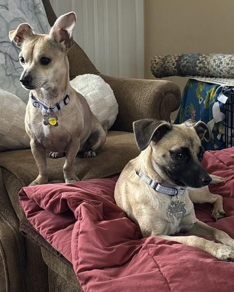 Enlarge Tater Tot, an adopted mixed breed in Albany, NY image 3/4