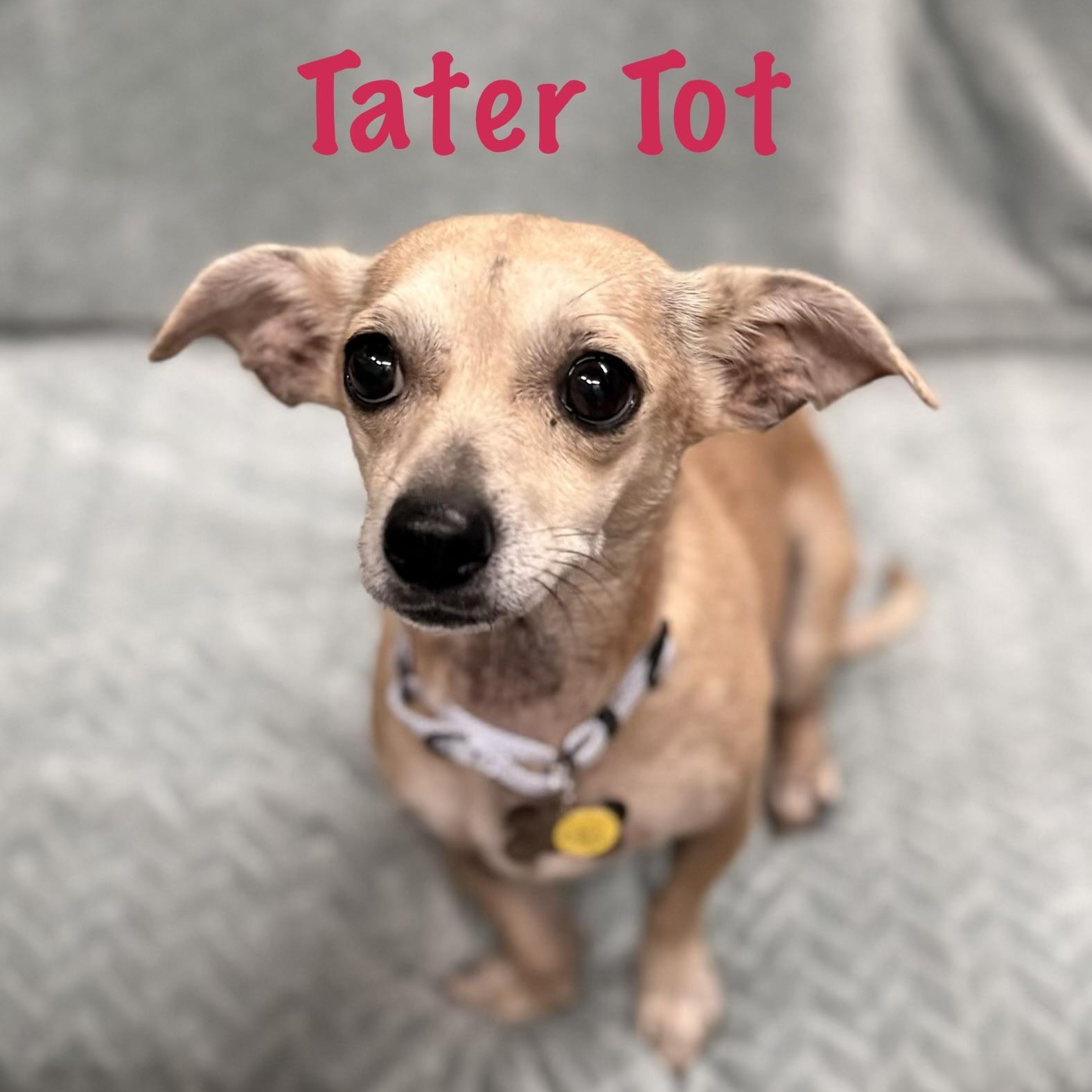 Enlarge Tater Tot, an adopted mixed breed in Albany, NY image 2/4
