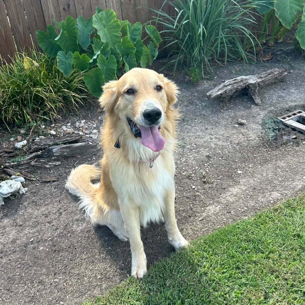 FlapJack D12627, Adoptable, Adult Male Golden Retriever & Nova Scotia Duck Tolling Retriever.